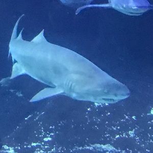 Meet your Posher, Benjamin